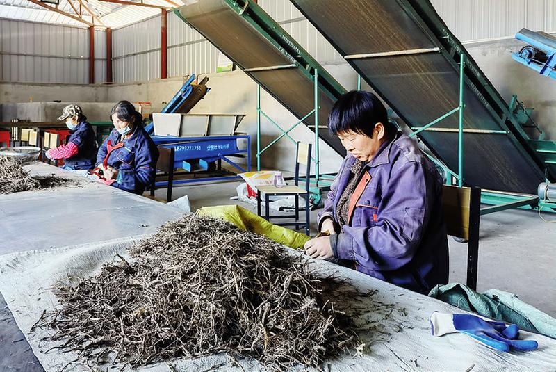 脱贫群众在家门口的中药材加工厂上班
