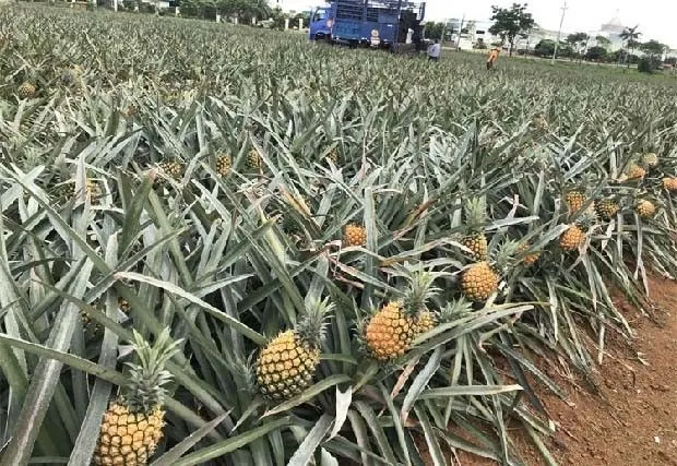 凤梨什么季节最好吃？（菠萝什么时候成熟）